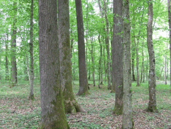 Posječena i otuđena stabla hrasta