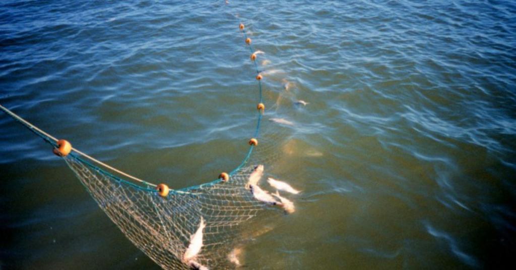 Nezakoniti ribolov mrežama na Savi
