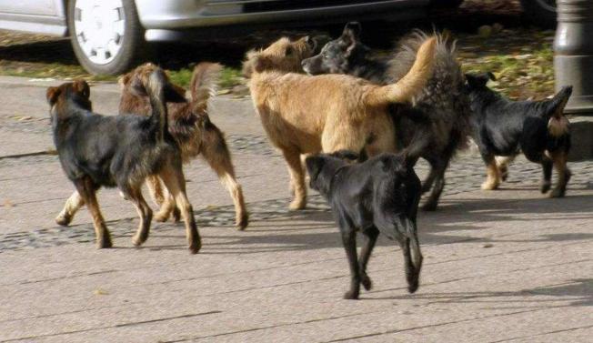NASELJA ŽUPANJSKE POSAVINE Godišnje daju više od milijun kuna za zbrinjavanje pasa
