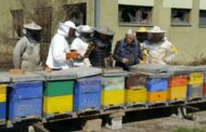 Županjski pčelari planiraju formirati gradski pčelinjak