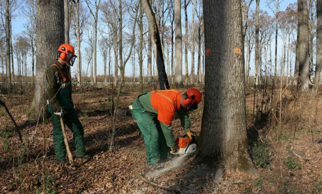 Od šumske rente lani dobili 23,2 mil. kuna