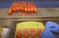 SLOBODNI UZGOJ U ORGANIZACIJI AGRO-KLASTERA Žele proizvesti tri milijuna jaja, cijenom su zadovoljni
