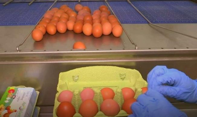 SLOBODNI UZGOJ U ORGANIZACIJI AGRO-KLASTERA Žele proizvesti tri milijuna jaja, cijenom su zadovoljni