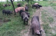 Novo žarište afričke svinjske kuge je u Babinoj Gredi
