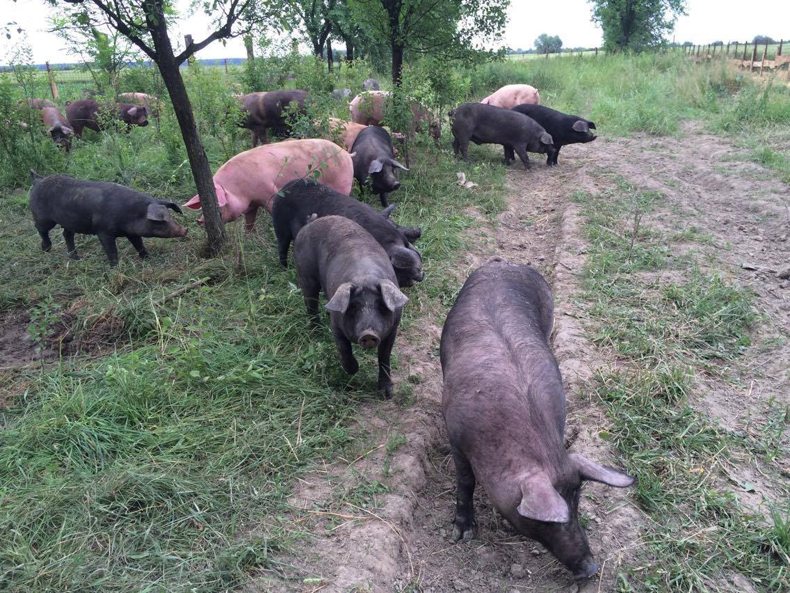 Novo žarište afričke svinjske kuge je u Babinoj Gredi