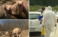 Naredba o mjerama kontrole za suzbijanje afričke svinjske kuge