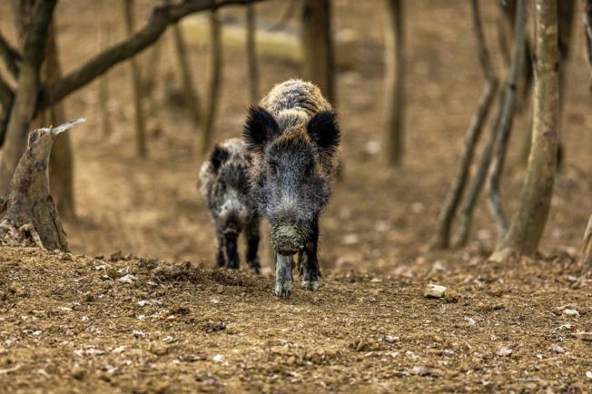 Zbog “meke” granice i divljih svinja uzgajivači strahuju od povratka afričke svinjske kuge