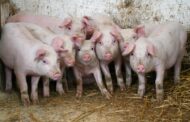 Vratila se afrička svinjska kuga: U Gradištu kod Županje zabilježeni novi slučajevi