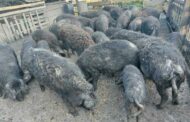 Golubović: Divlje svinje najveća su nam prijetnja