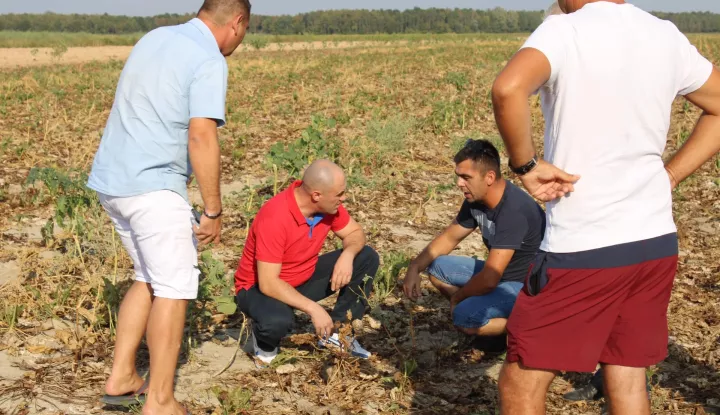 Proizvođači repe: Ovo je prirodna katastrofa, nemamo što vaditi, sav je urod uništen