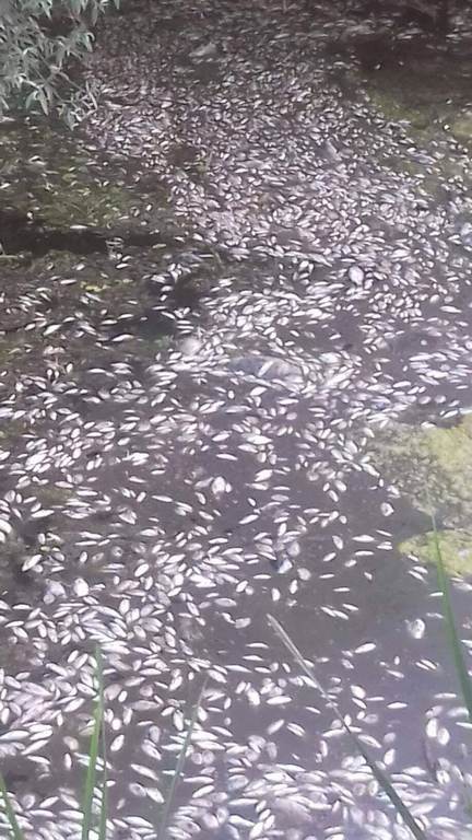 REZULTATI ANALIZE VODE NA VIROVIMA: Do pomora ribe došlo je zbog manjka kisika