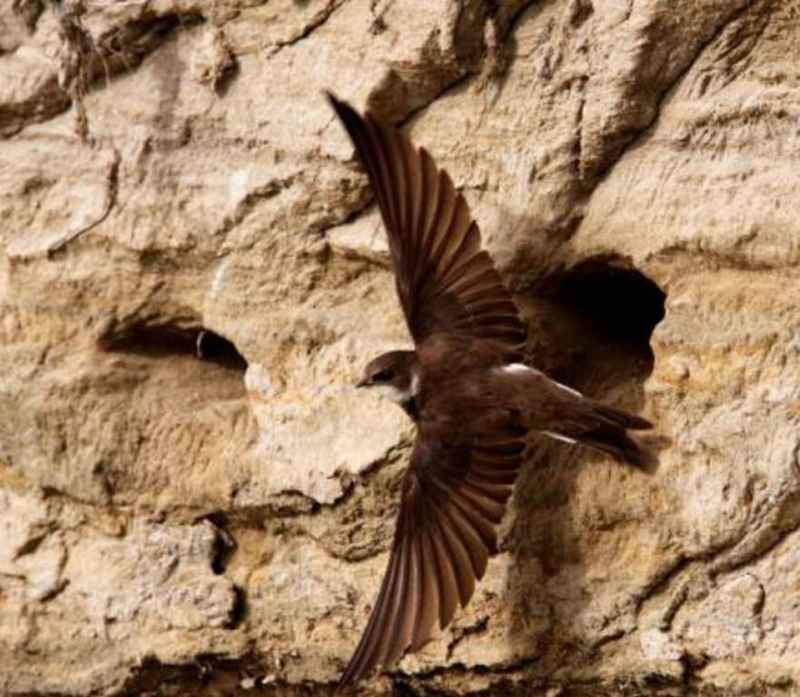 Kod Štitara nova kolonija strogo zaštićene vrste lastavica