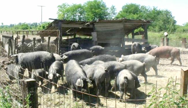 U pogonu bivše minimljekare “Družba” prerađivat će svinje iz slobodnog uzgoja