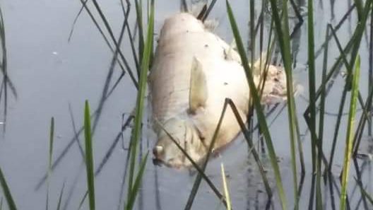 VIDEO: Pomor ribe na Županjskim virovima