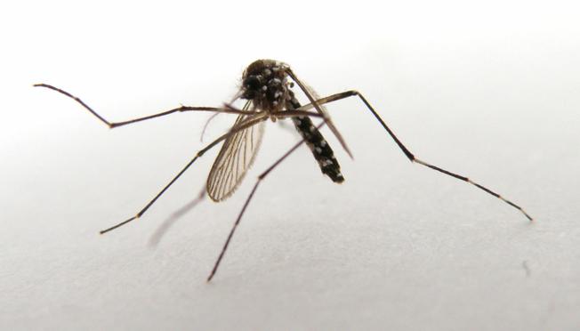 Tigrasti komarac širi se i uz Savu u BiH