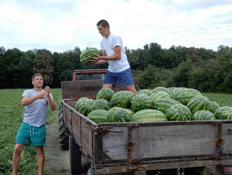 Proizvođači iz županjske Posavine: Brendirajmo slatku lubenicu iz Soljana!
