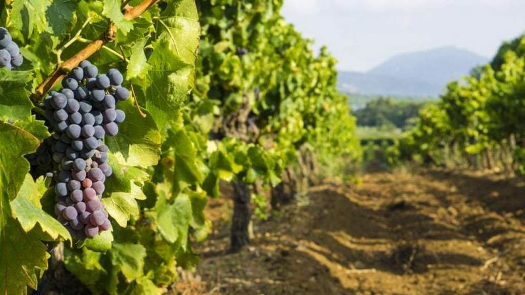 Vinogradi na Savi