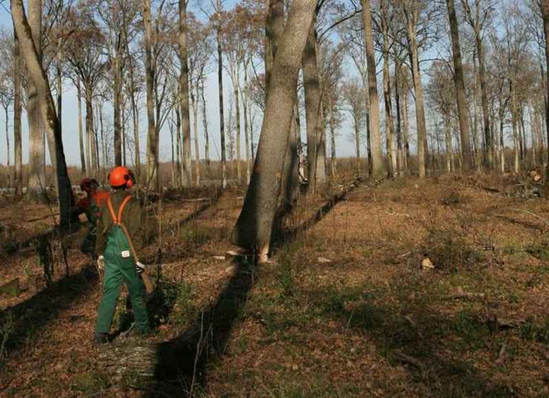 OPĆINE NEZADOVOLJNE ŠUMSKOM RENTOM: Želimo veću korist od bogatih hrastovih šuma