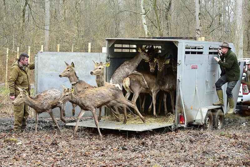 UBLAŽAVANJE POSLJEDICA POPLAVE - U spačvansku šumu pušten 21 jelen