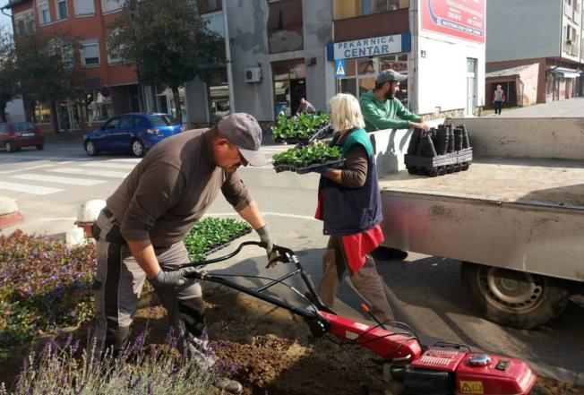 JESENSKO UREĐENJE Na županjskim ulicama tisuće maćuhica, tulipana, grmova...